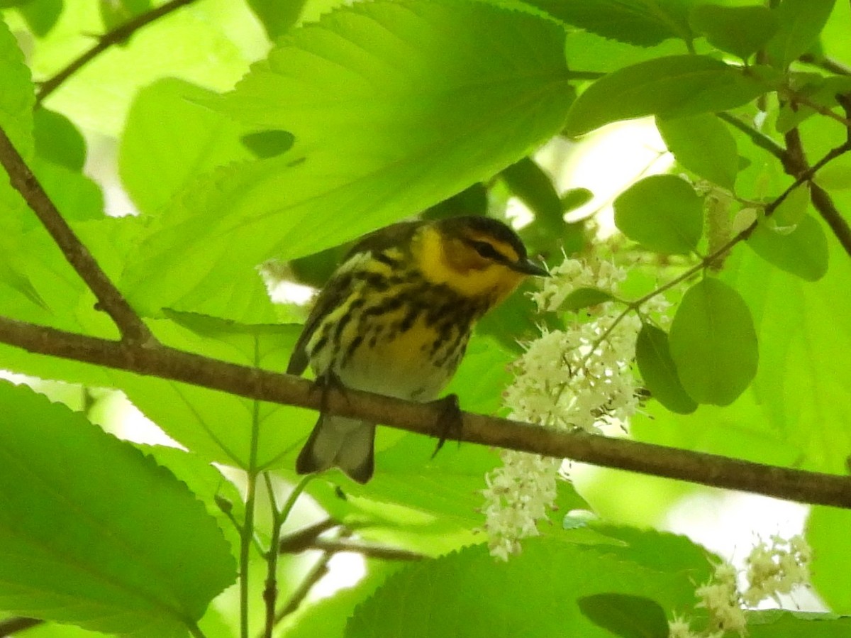 Cape May Warbler - ML617929879