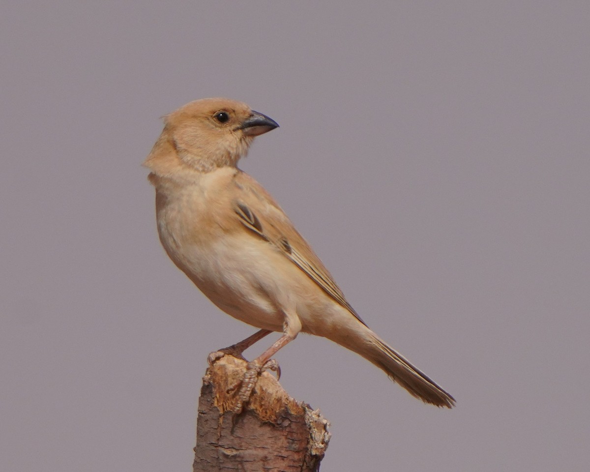 Desert Sparrow - Jörg Albert