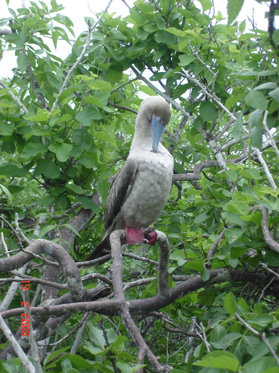 Fou à pieds rouges - ML617929881