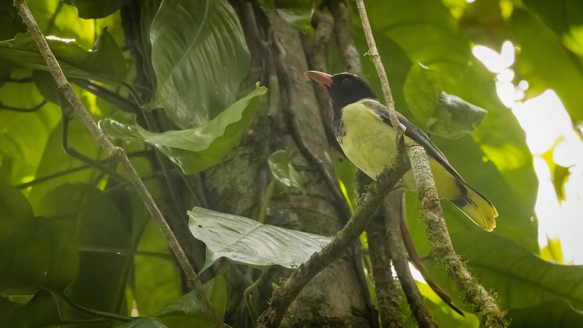 Sao Tome Oriole - Michael Riffel