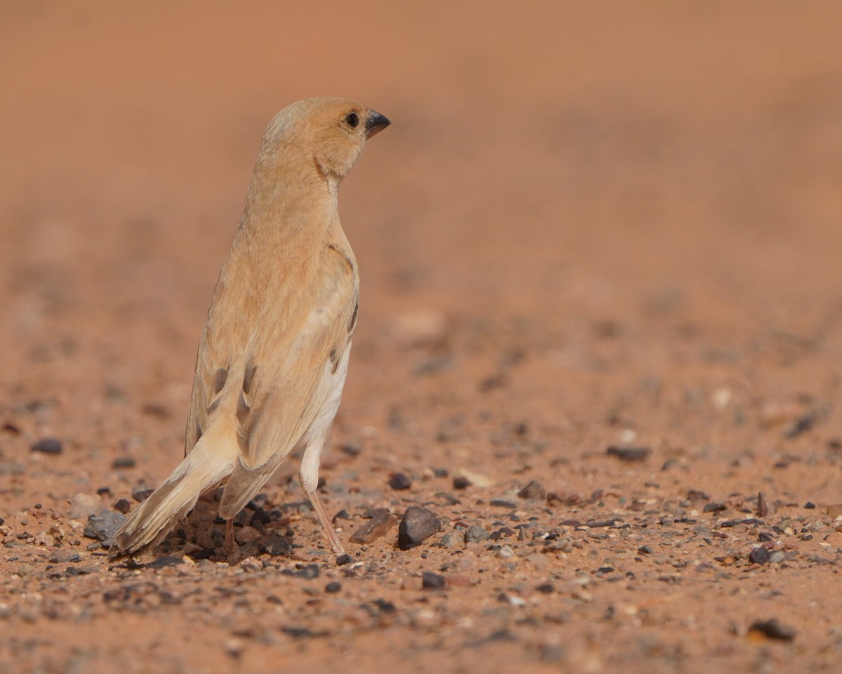 Desert Sparrow - Jörg Albert