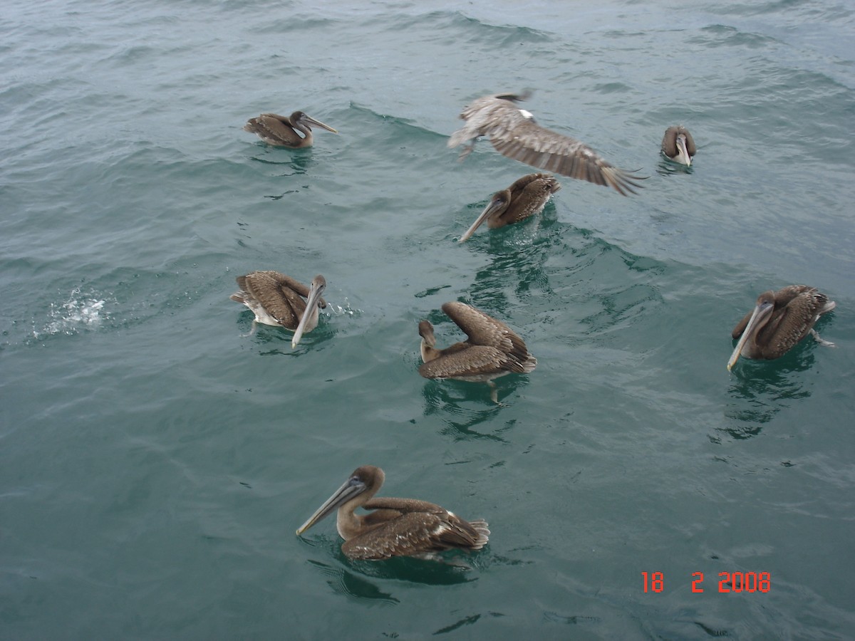 Brown Pelican - ML617929942