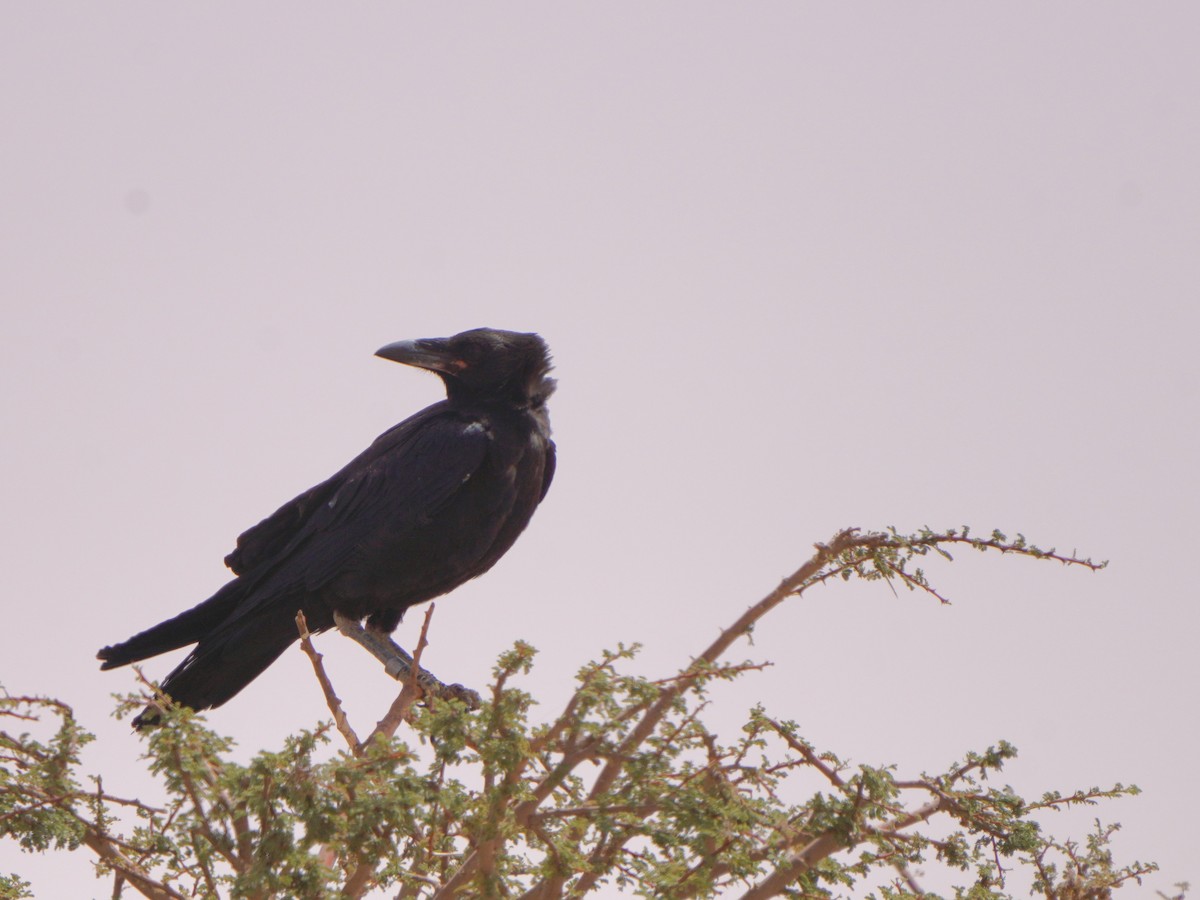 Brown-necked Raven - Jörg Albert