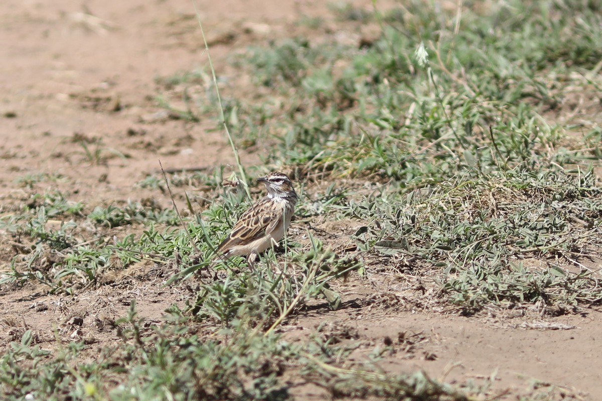 Fawn-colored Lark (Foxy) - ML617929950