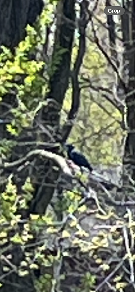 volavka modrošedá - ML617929987