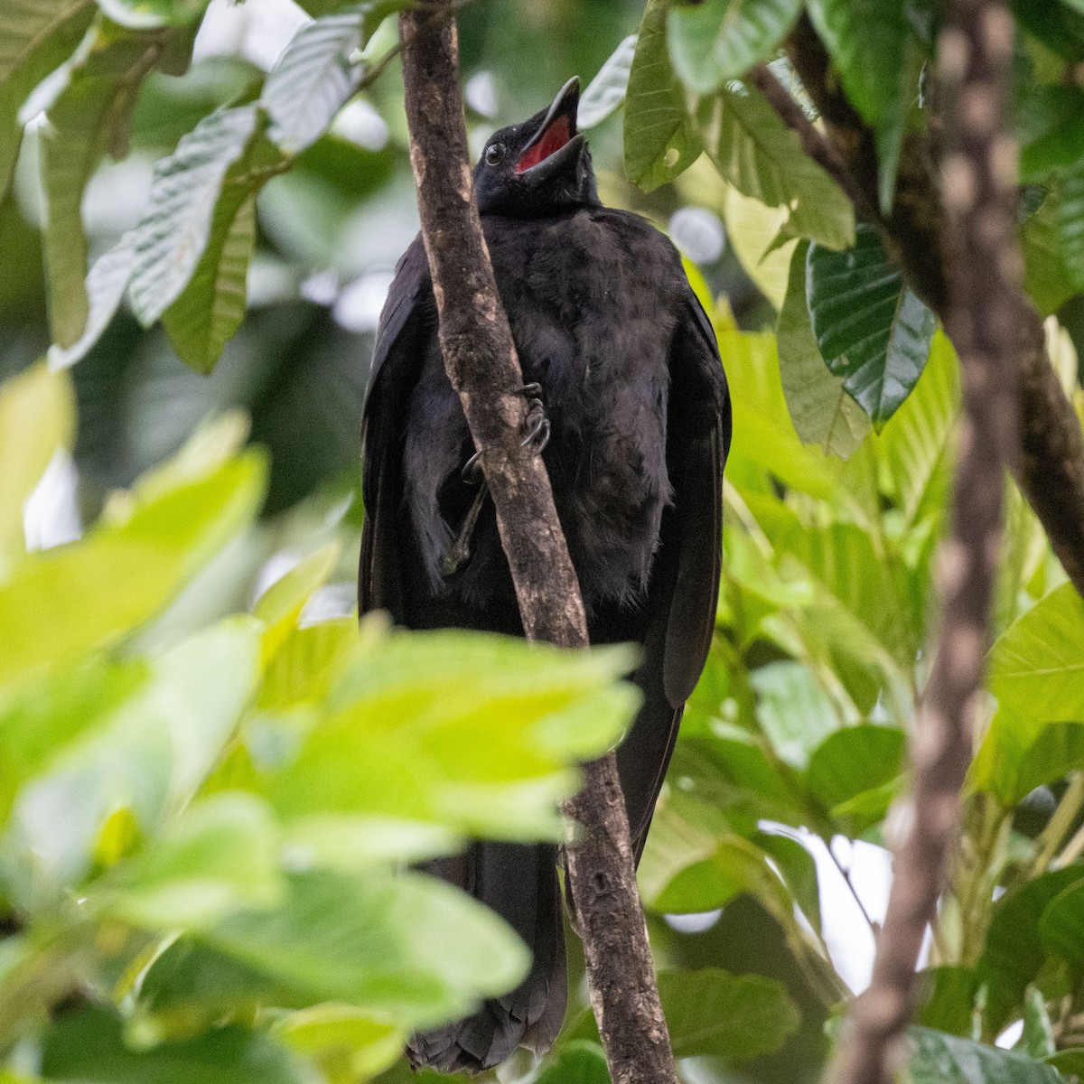 Corbeau calédonien - ML617930000