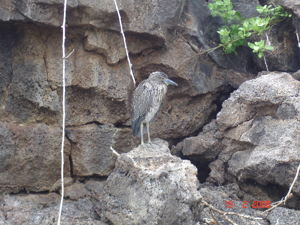 Yellow-crowned Night Heron - ML617930012