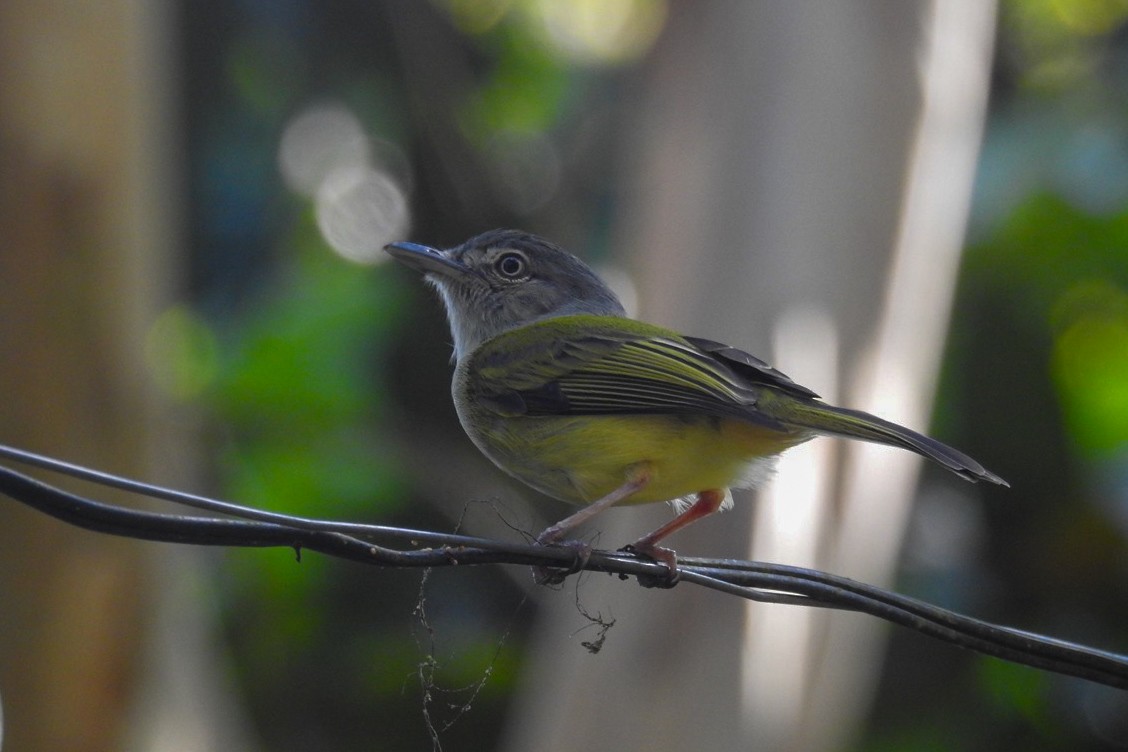 Yellow-olive Flatbill - Rony Zuniga