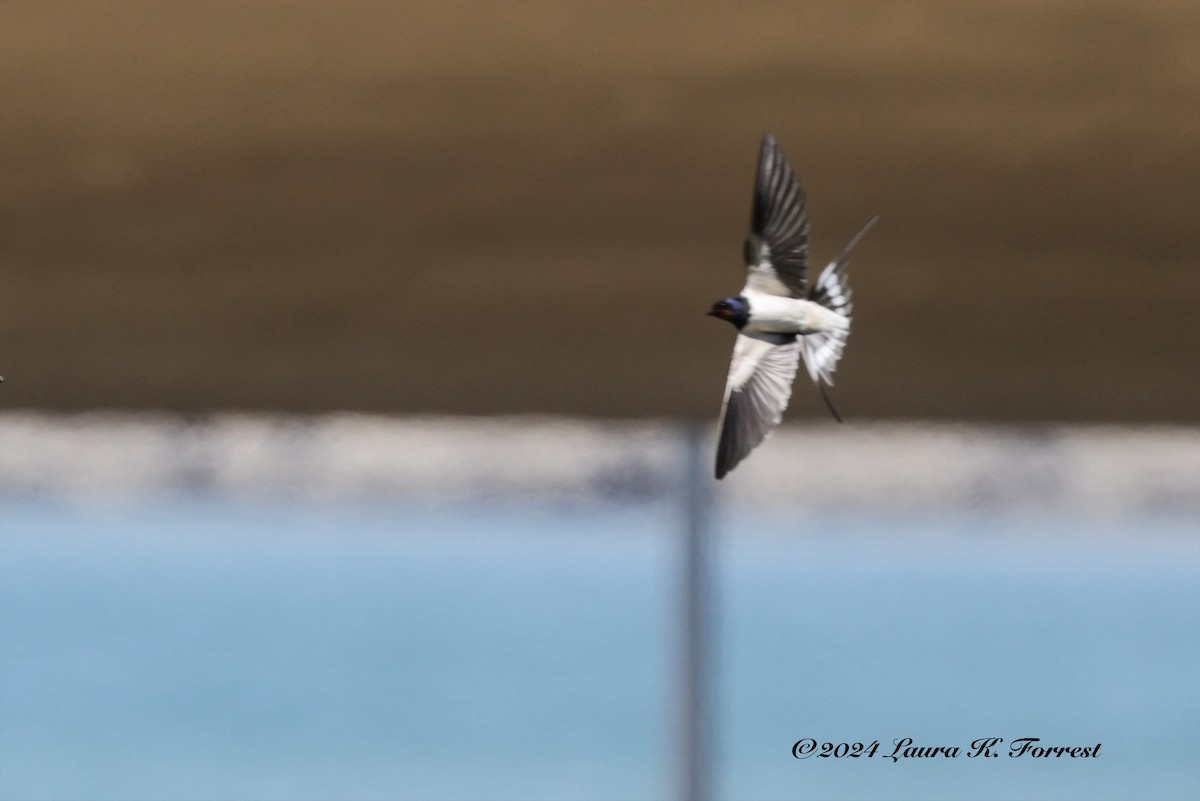 Barn Swallow - ML617930036