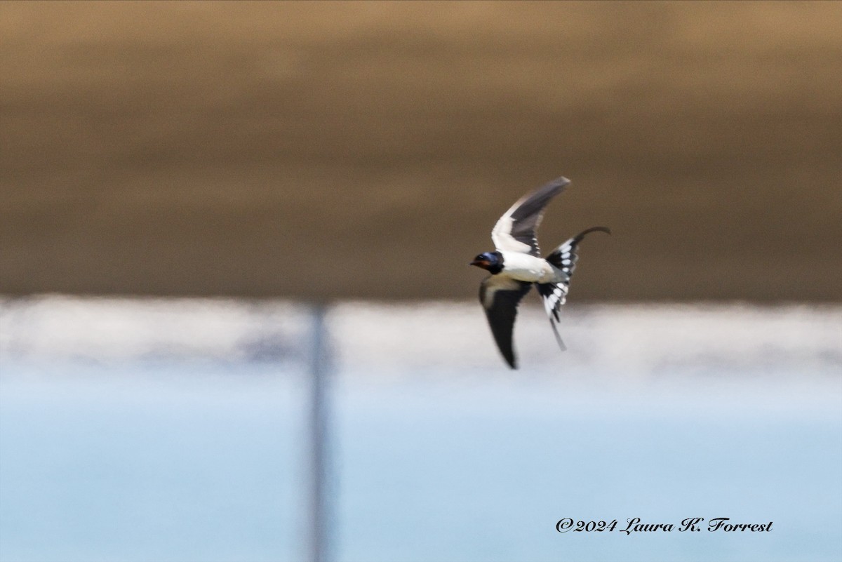 Barn Swallow - ML617930038