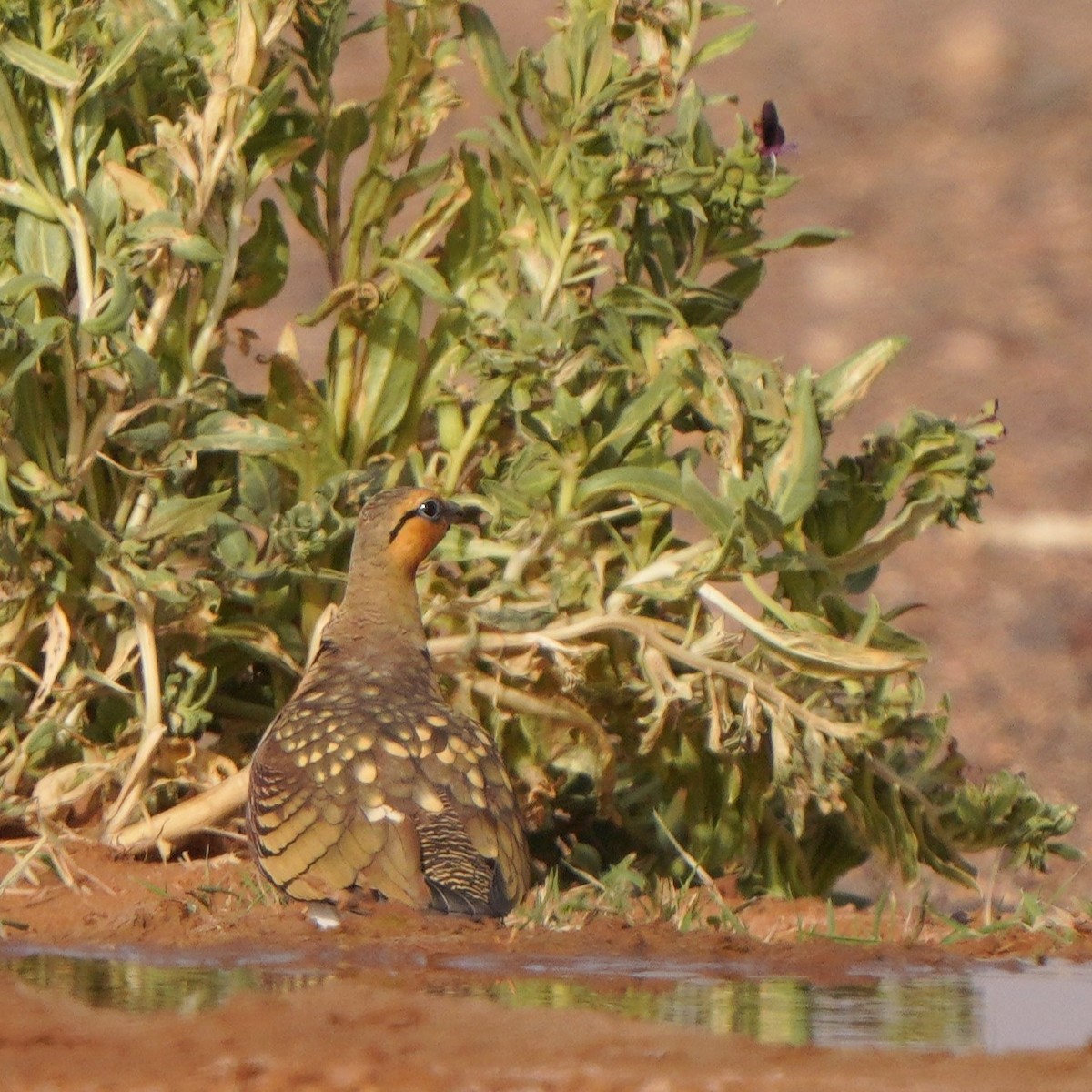 Pin-tailed Sandgrouse - ML617930051