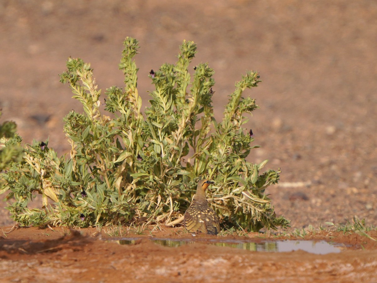 Pin-tailed Sandgrouse - ML617930052