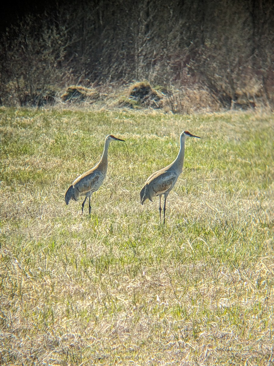 Sandhill Crane - ML617930065