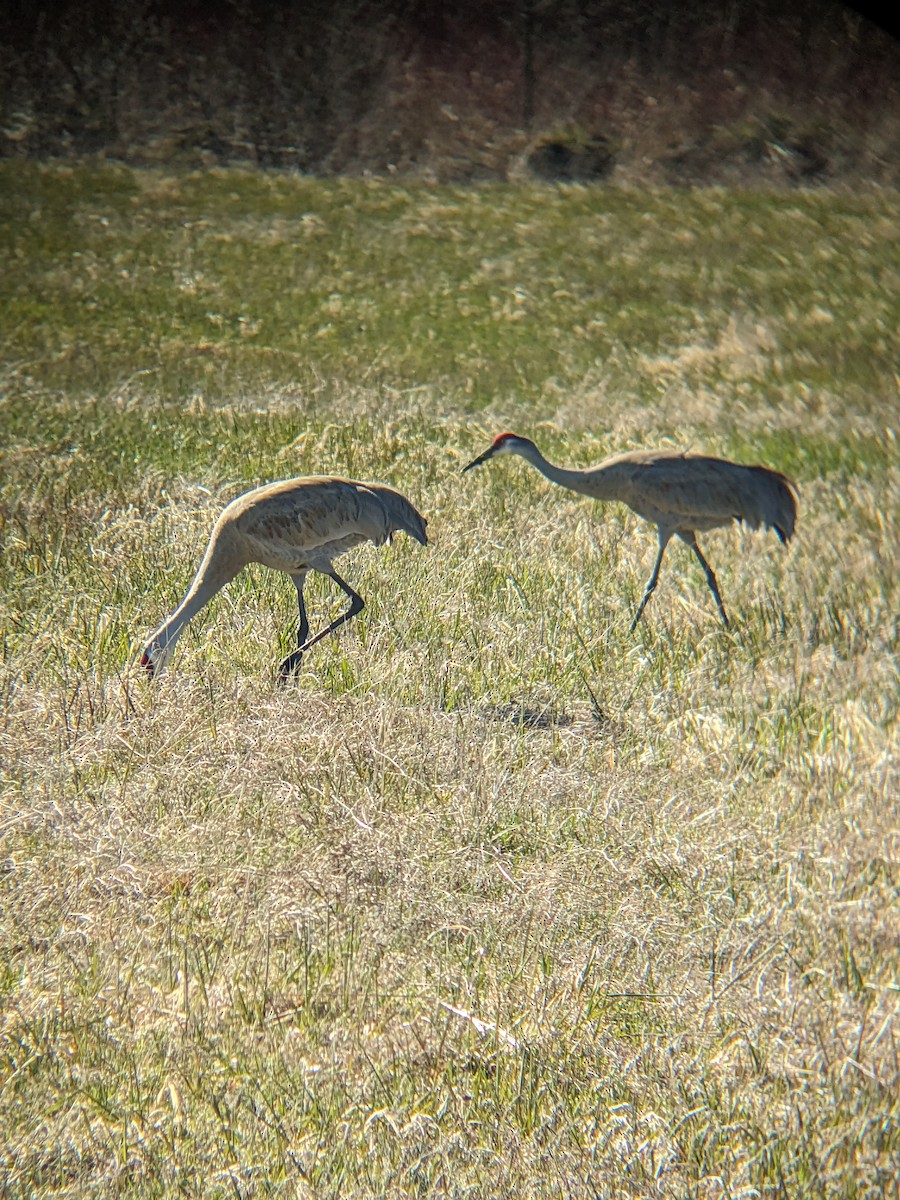 Sandhill Crane - ML617930066