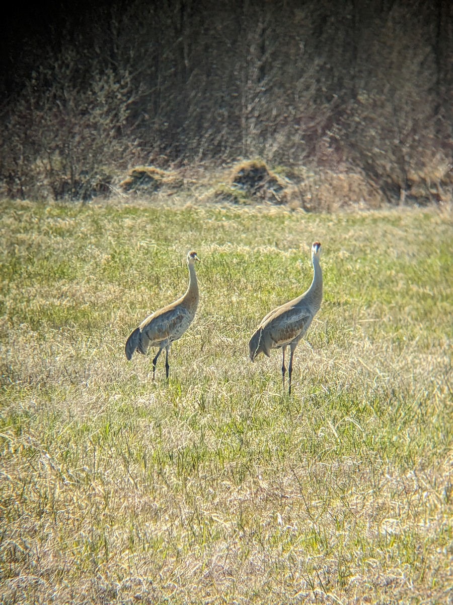 Grulla Canadiense - ML617930067