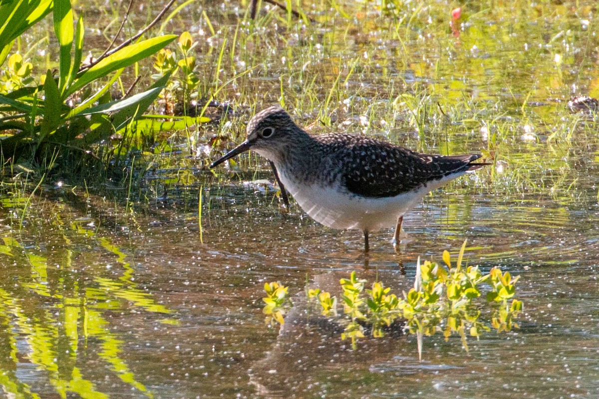 Solitary Sandpiper - ML617930068