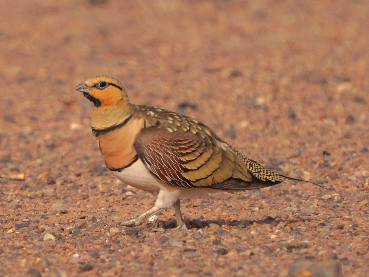 Pin-tailed Sandgrouse - ML617930089