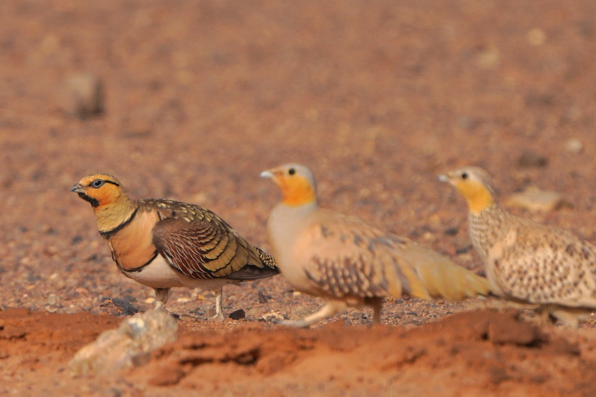 Pin-tailed Sandgrouse - ML617930091