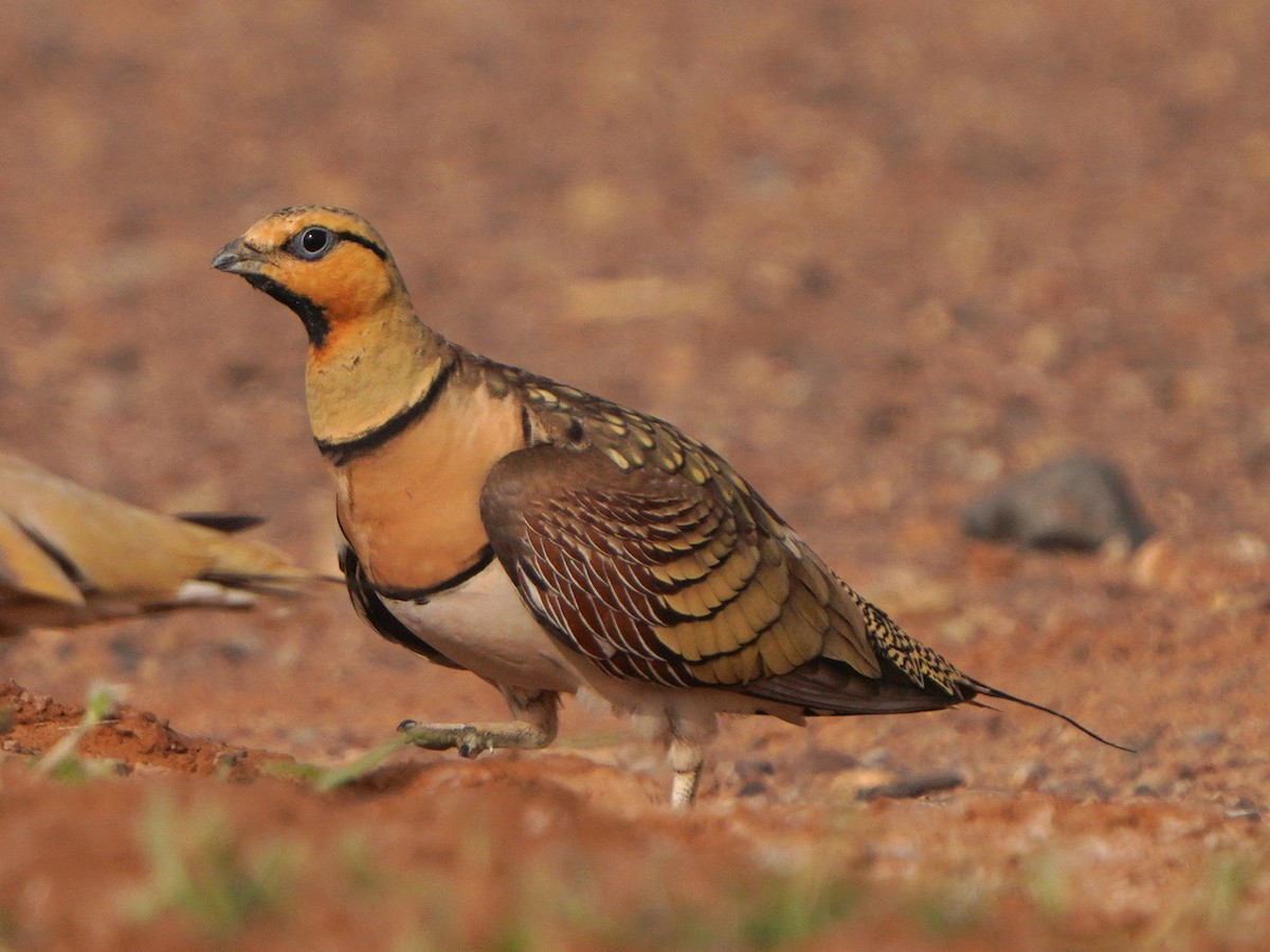 Pin-tailed Sandgrouse - ML617930094