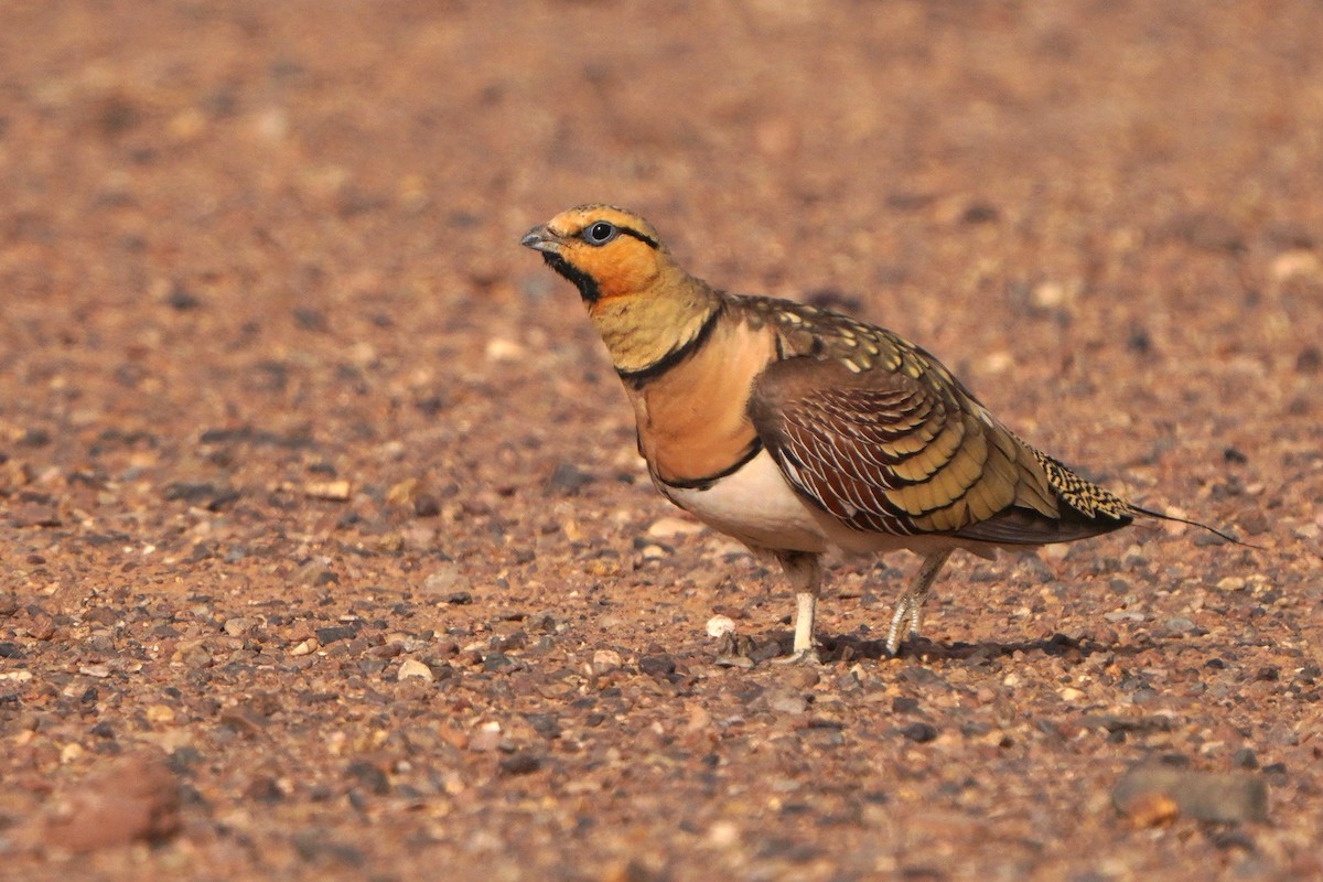 Pin-tailed Sandgrouse - ML617930096