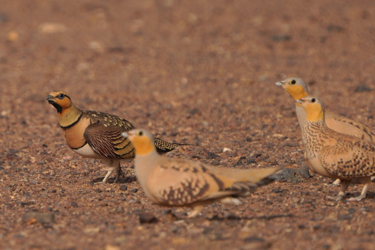 Pin-tailed Sandgrouse - ML617930097