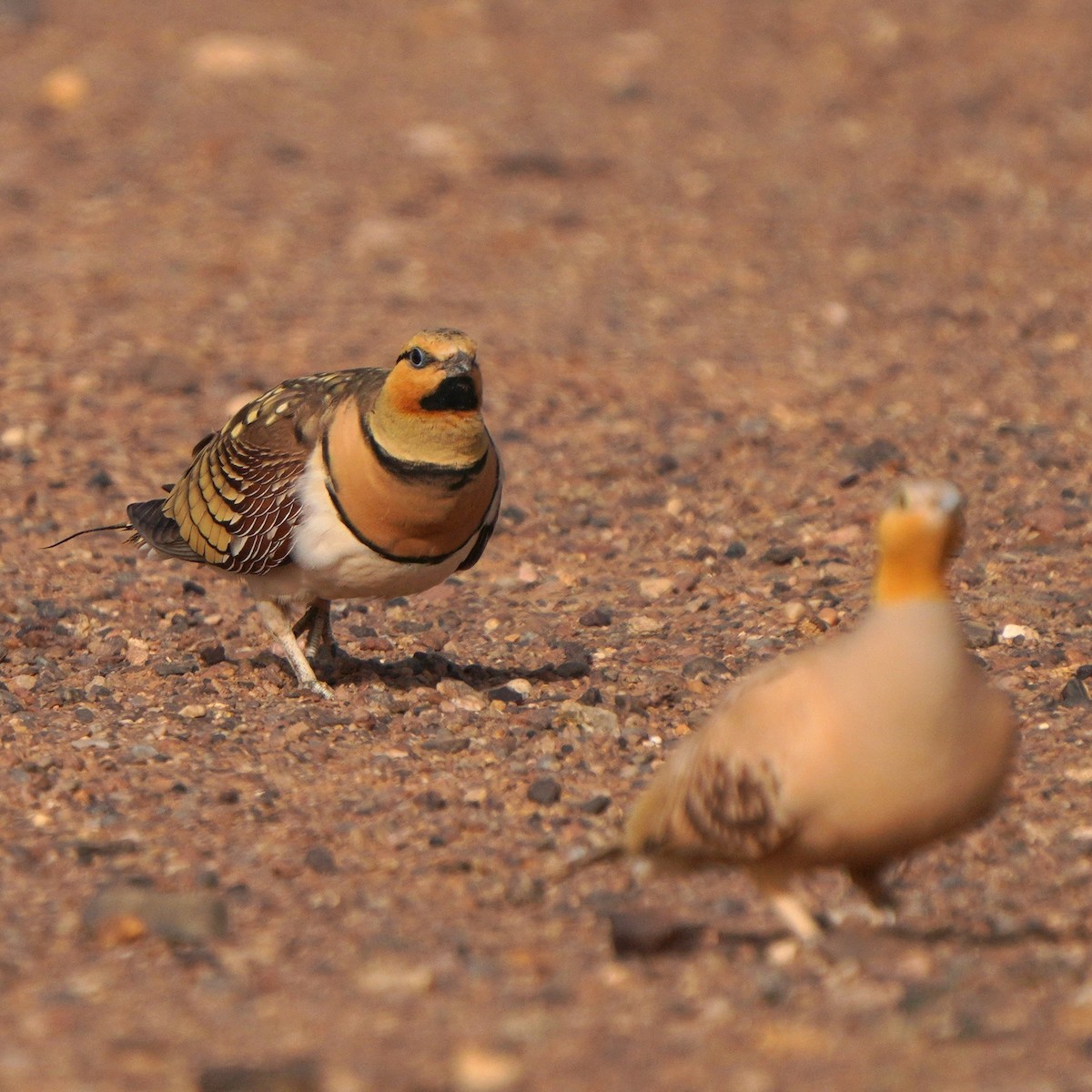 Pin-tailed Sandgrouse - ML617930101