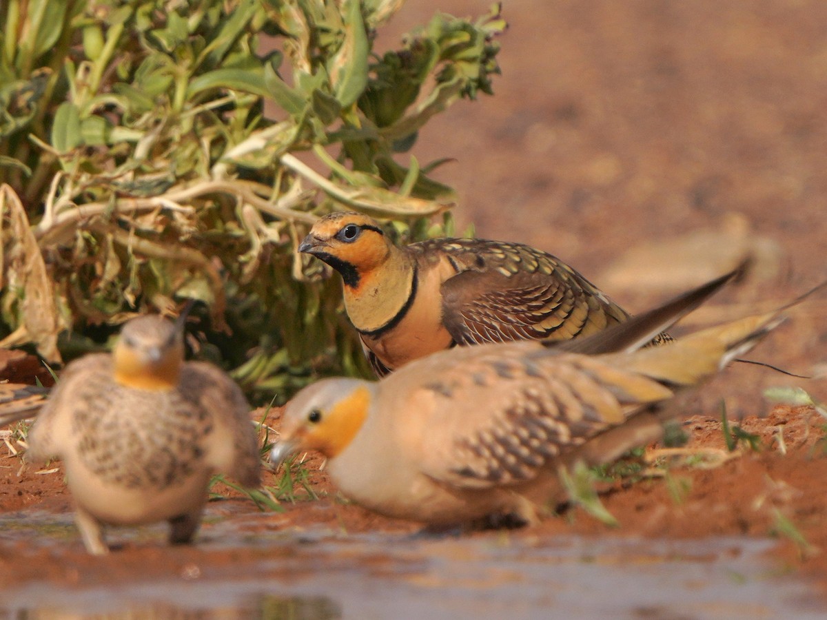 Pin-tailed Sandgrouse - ML617930103