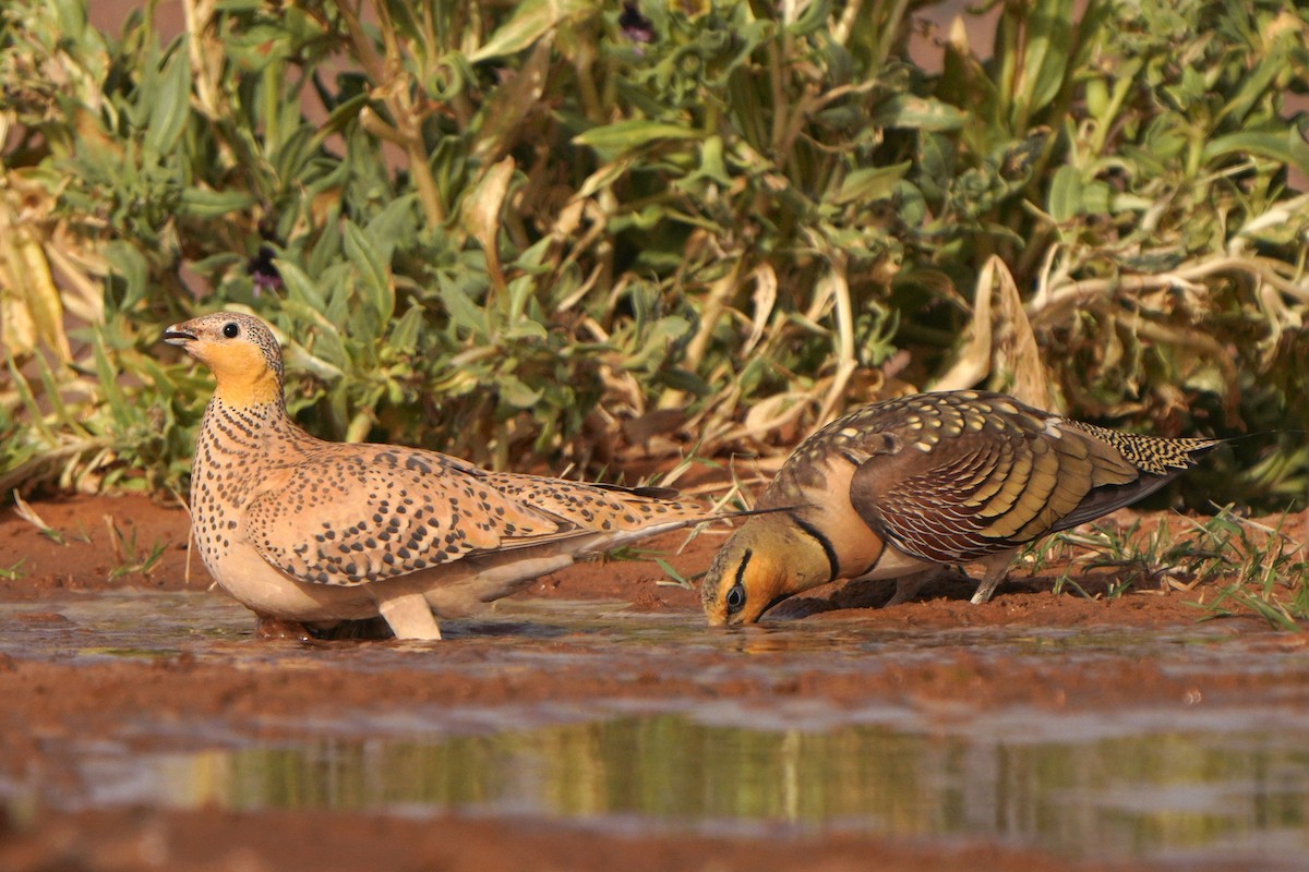 Pin-tailed Sandgrouse - ML617930105