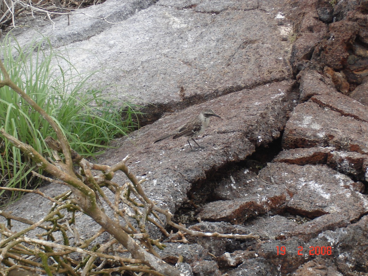 Galapagos Taklitçisi - ML617930106