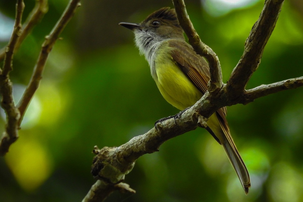 Dusky-capped Flycatcher - ML617930134