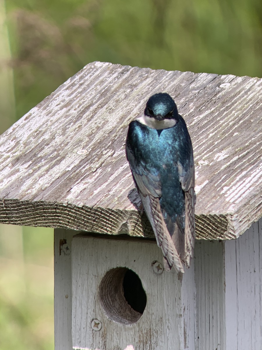 Golondrina Bicolor - ML617930141