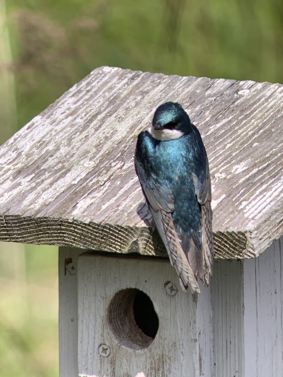 Tree Swallow - Raymond Rosselot