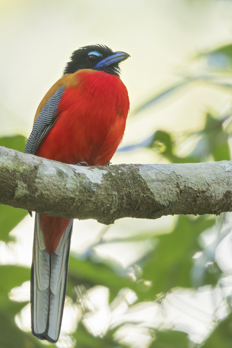 rødgumptrogon - ML617930171