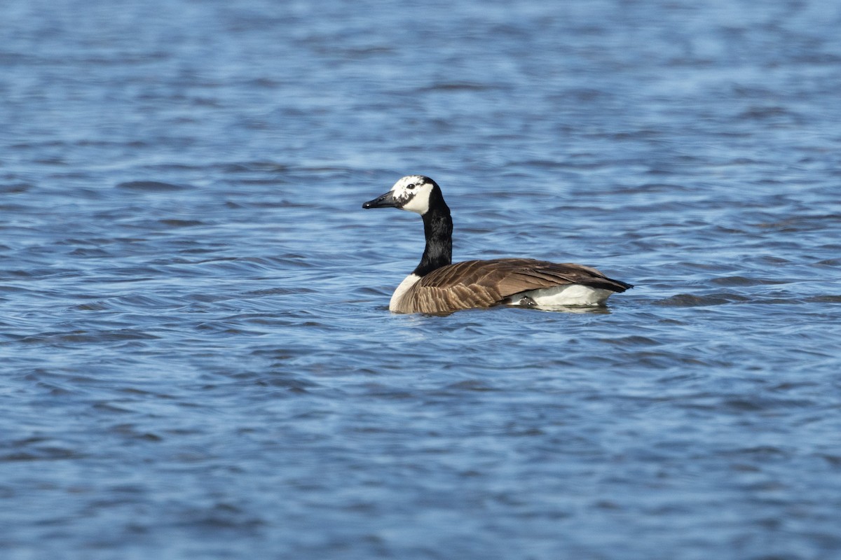 Canada Goose - ML617930179