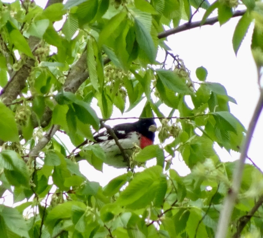 Rose-breasted Grosbeak - ML617930182