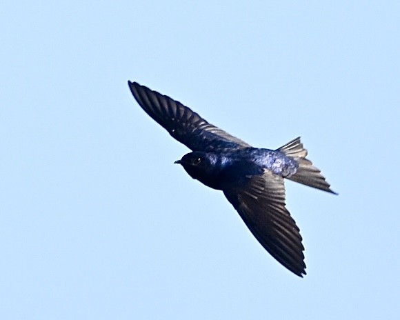 Purple Martin - Joe Wujcik