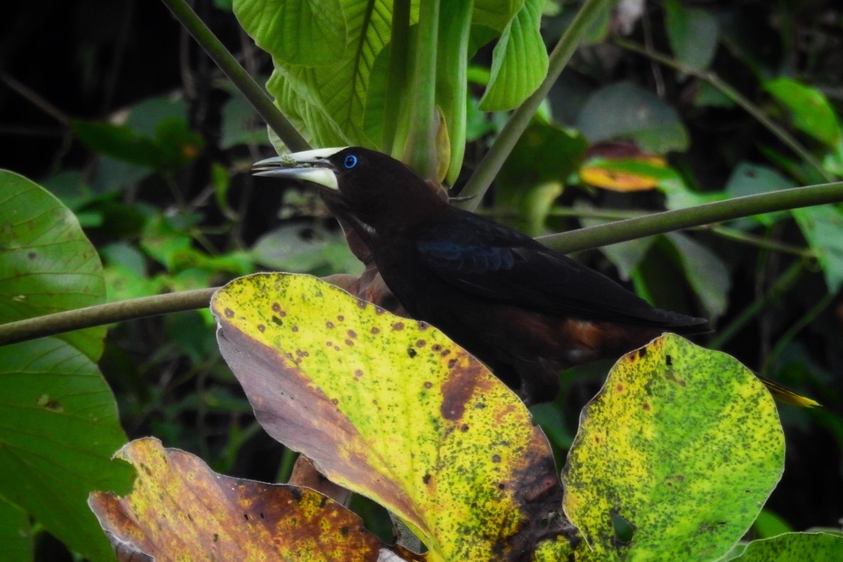 Chestnut-headed Oropendola - ML617930194