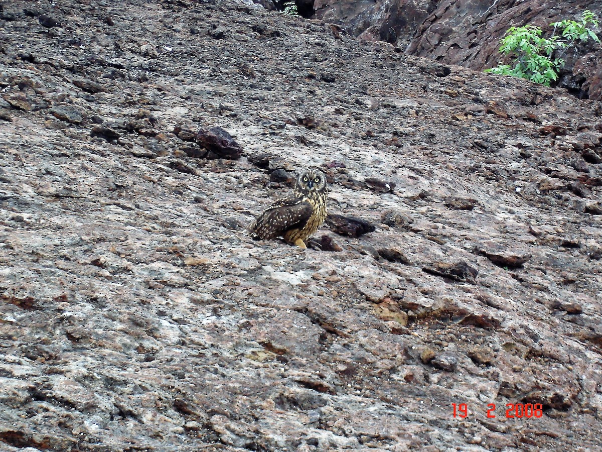 Búho Campestre - ML617930208