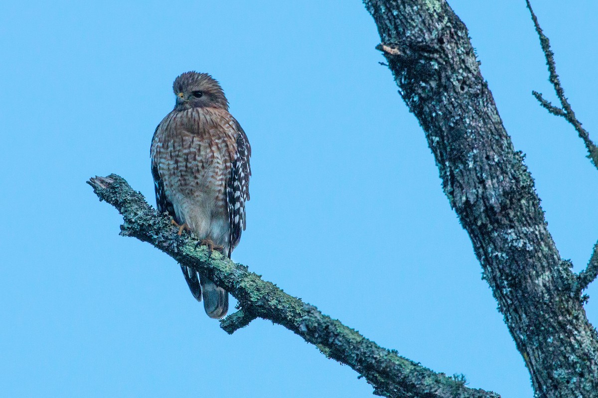 Red-shouldered Hawk - ML617930211