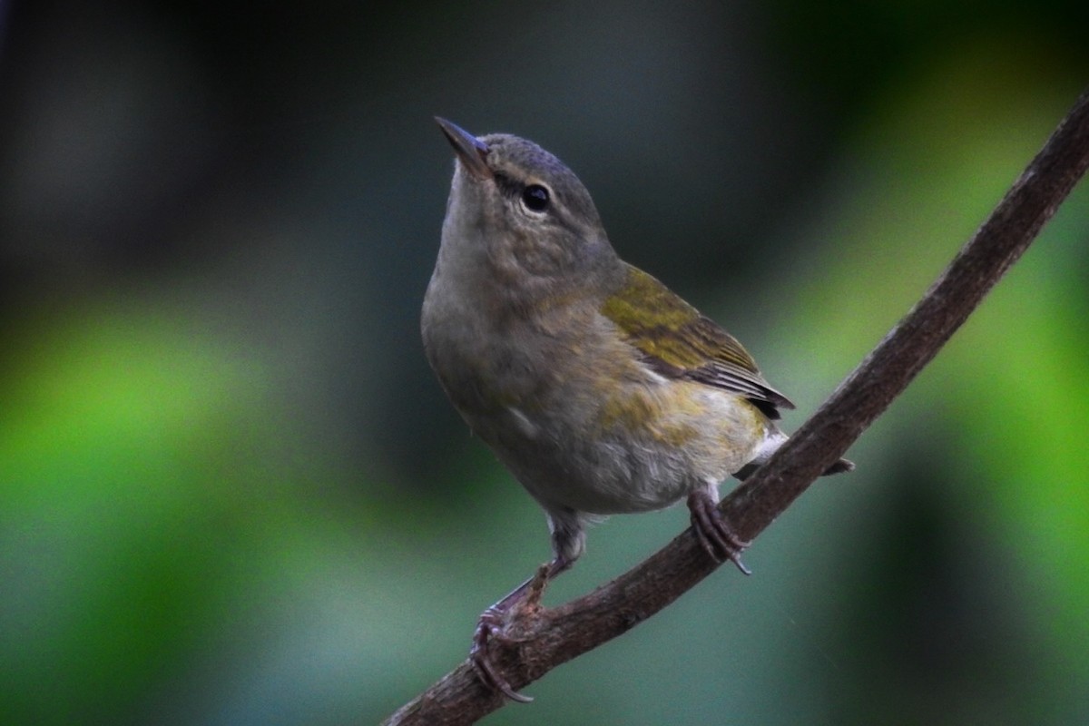 Tennessee Warbler - Rony Zuniga