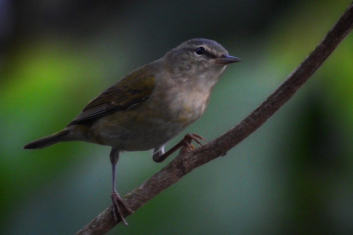 Tennessee Warbler - Rony Zuniga