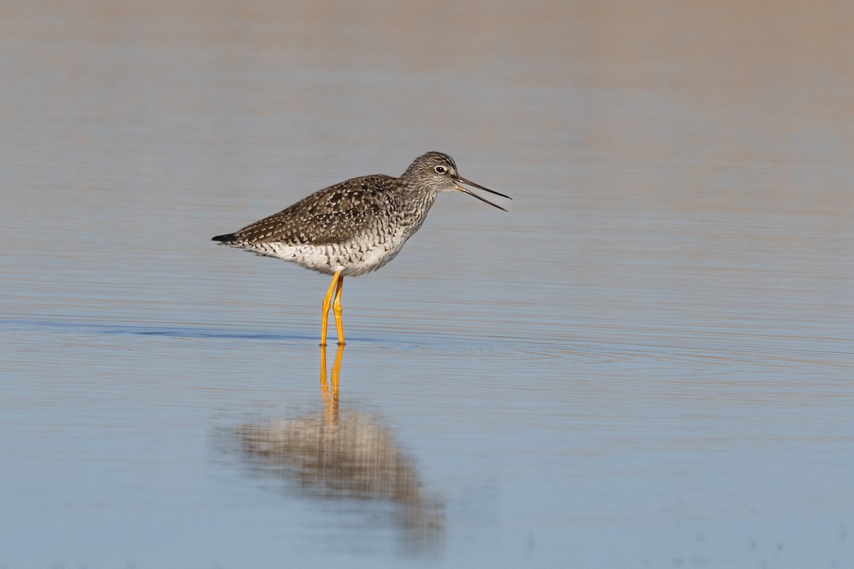 Greater Yellowlegs - ML617930234