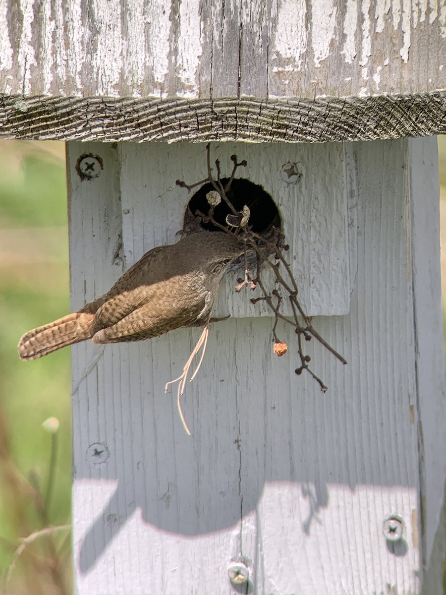 House Wren - ML617930275