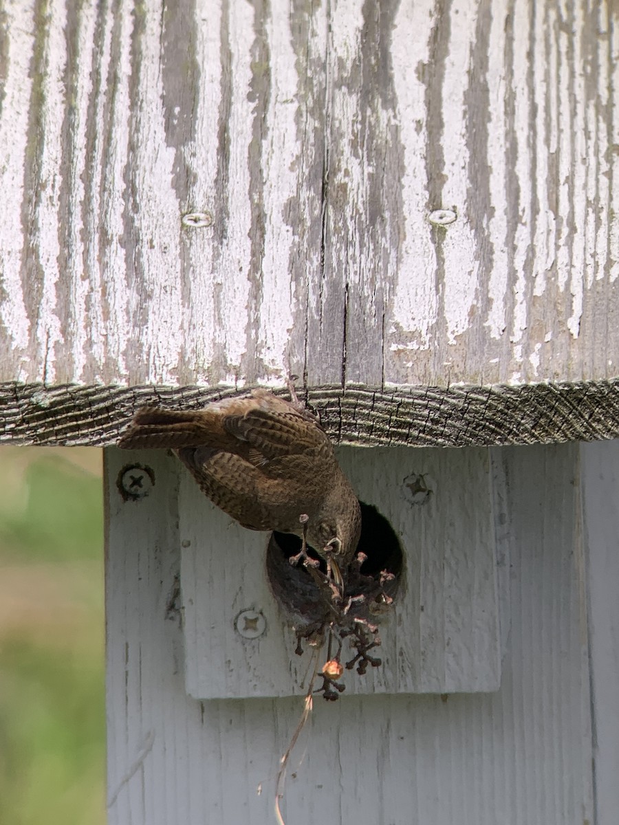 House Wren - ML617930277