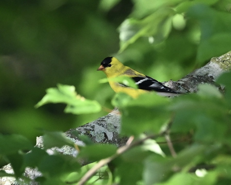 American Goldfinch - ML617930286