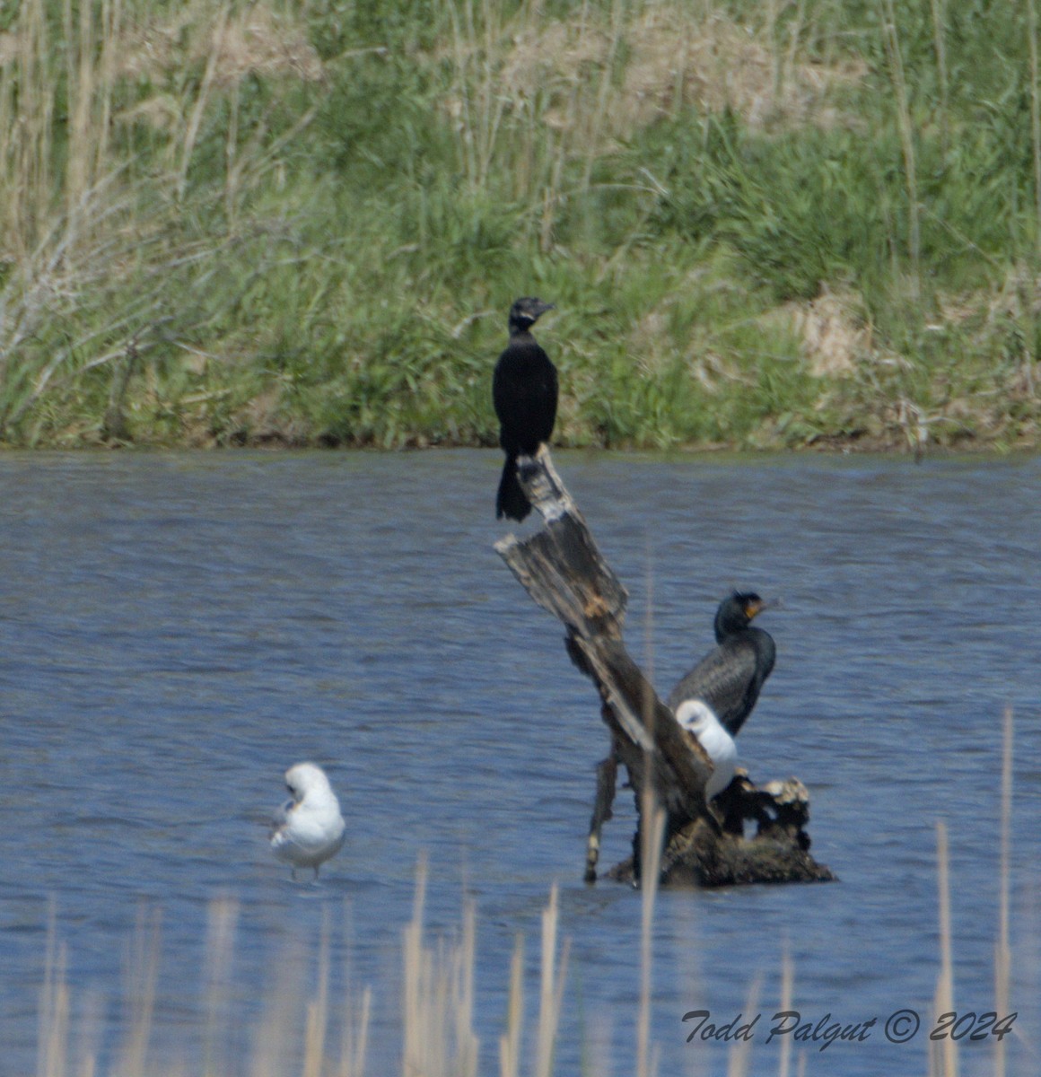 Neotropic Cormorant - t palgut