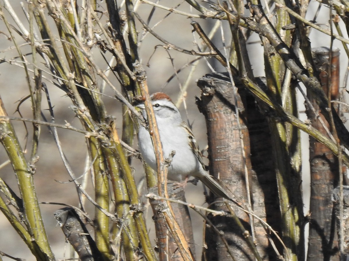 Chipping Sparrow - Sharlane Toole