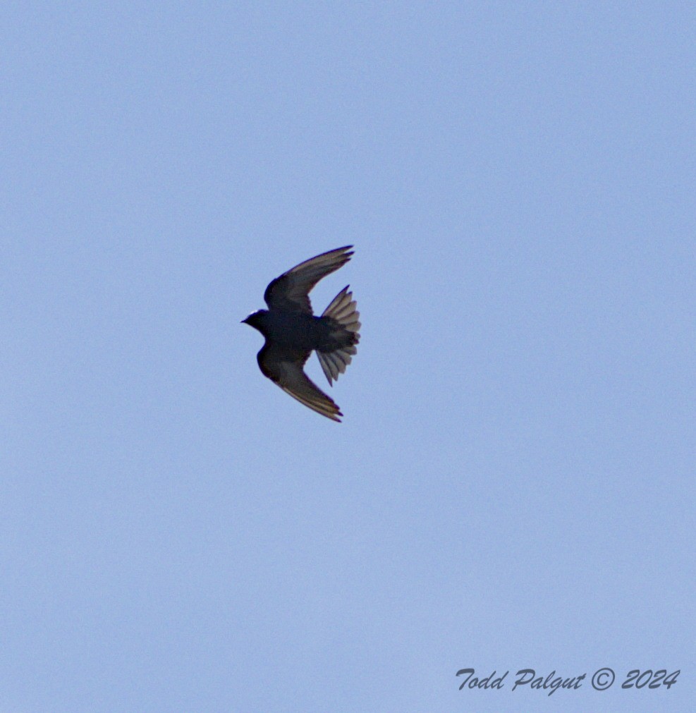 Purple Martin - t palgut