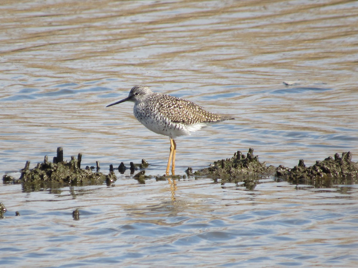 Greater Yellowlegs - ML617930374