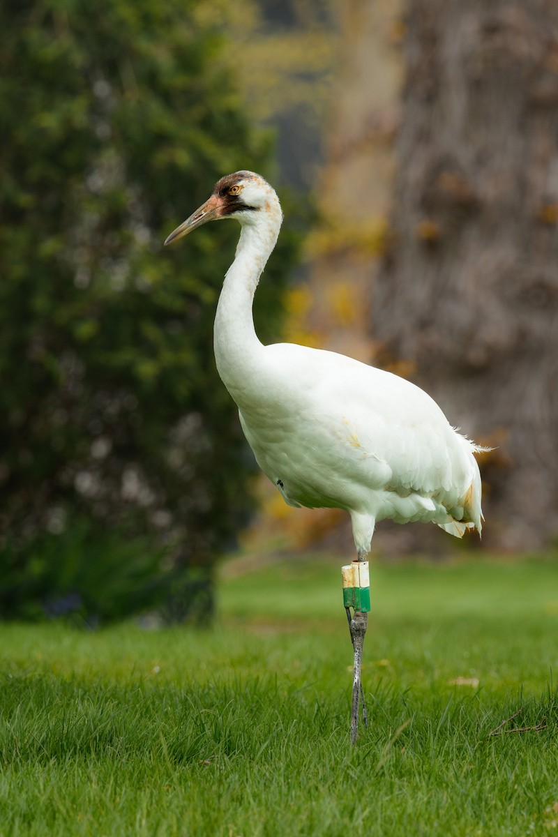 Whooping Crane - ML617930459